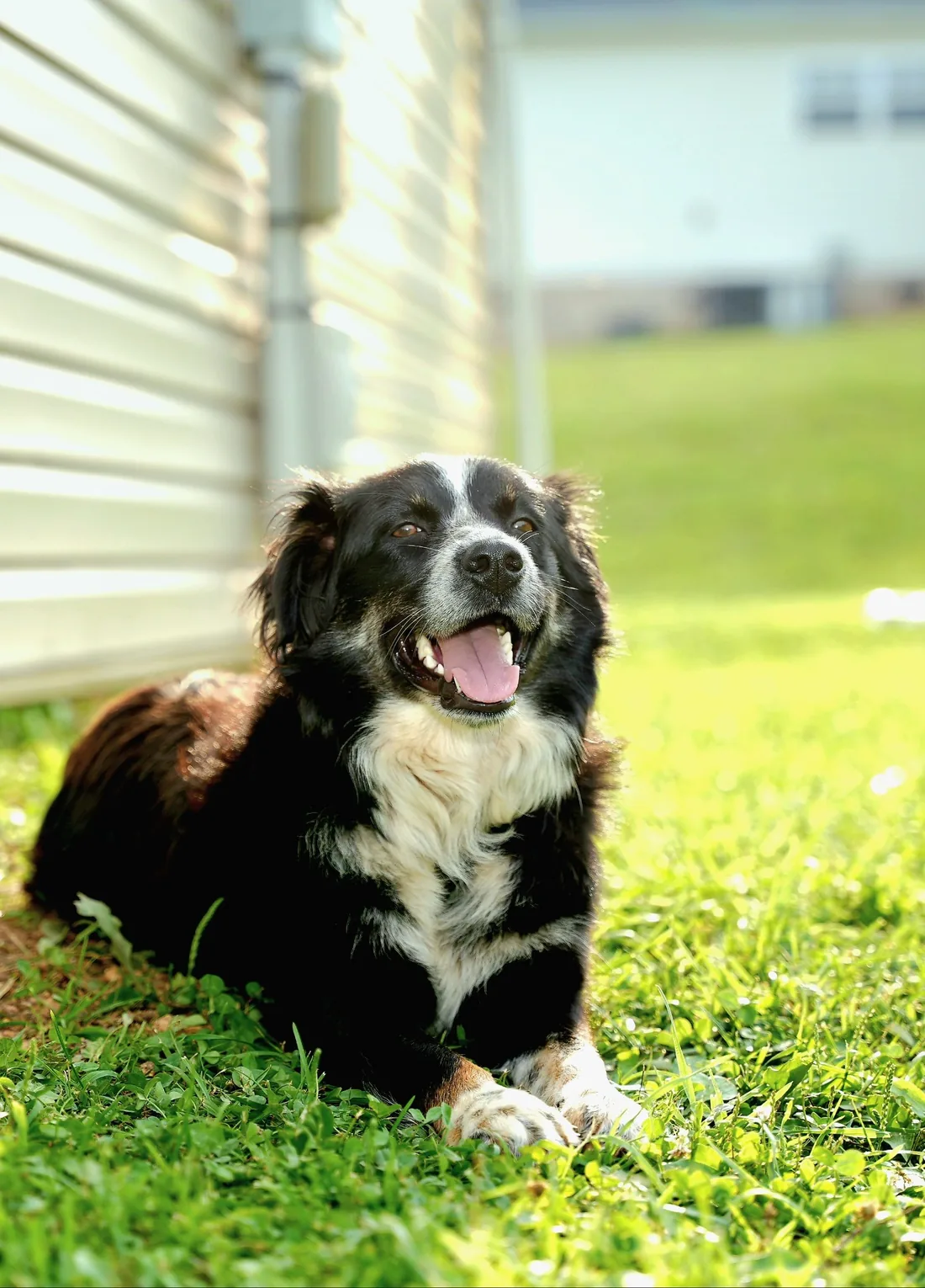 Black-and-white dog resting in a sunny yard