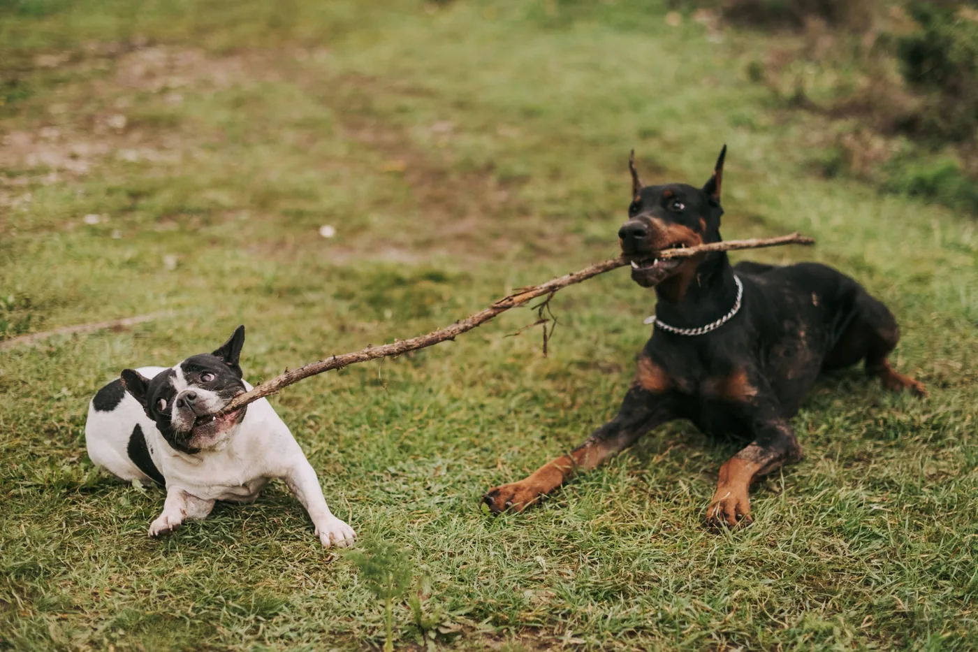 Two dogs playing tug with a stick on grass